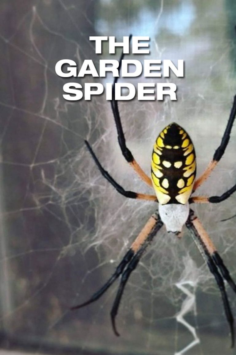 The Garden Spider (Epeira Diadema) poster